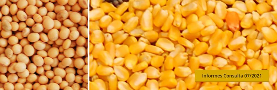 Granos de soja y maíz