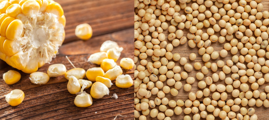 Maíz y soja Maíz y soja