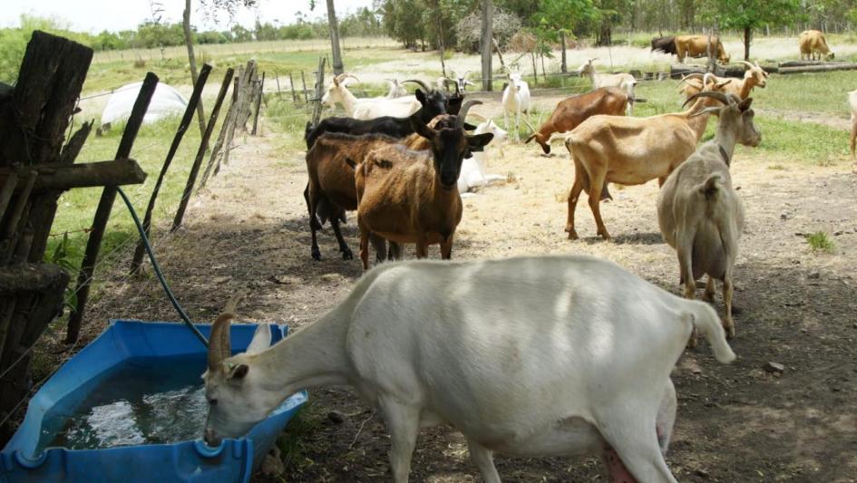 cabras 
