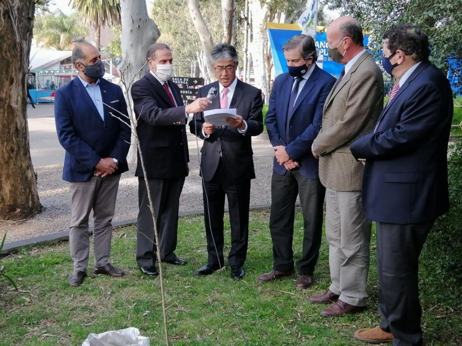 Plantación de un cerezo antesala de 100 años de relaciones Plantación de un cerezo antesala de 100 años de relaciones