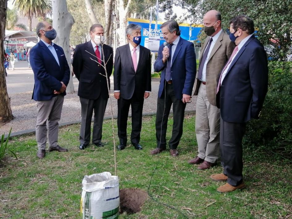 Plantación de un cerezo antesala de 100 años de relaciones Plantación de un cerezo antesala de 100 años de relaciones