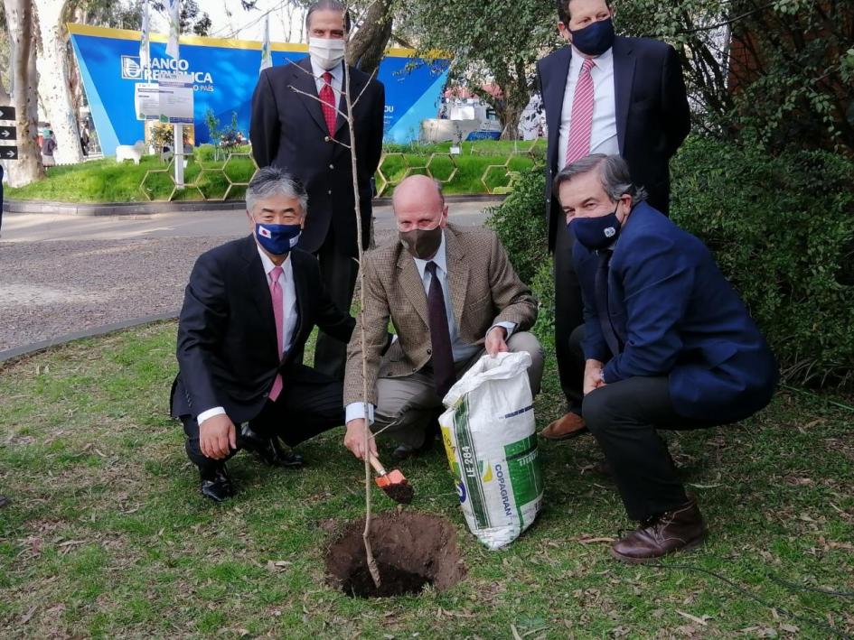 Plantación de un cerezo antesala de 100 años de relaciones Plantación de un cerezo antesala de 100 años de relaciones