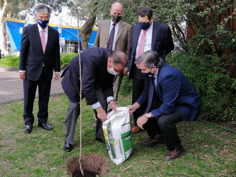 Plantación de un cerezo antesala de 100 años de relaciones Plantación de un cerezo antesala de 100 años de relaciones