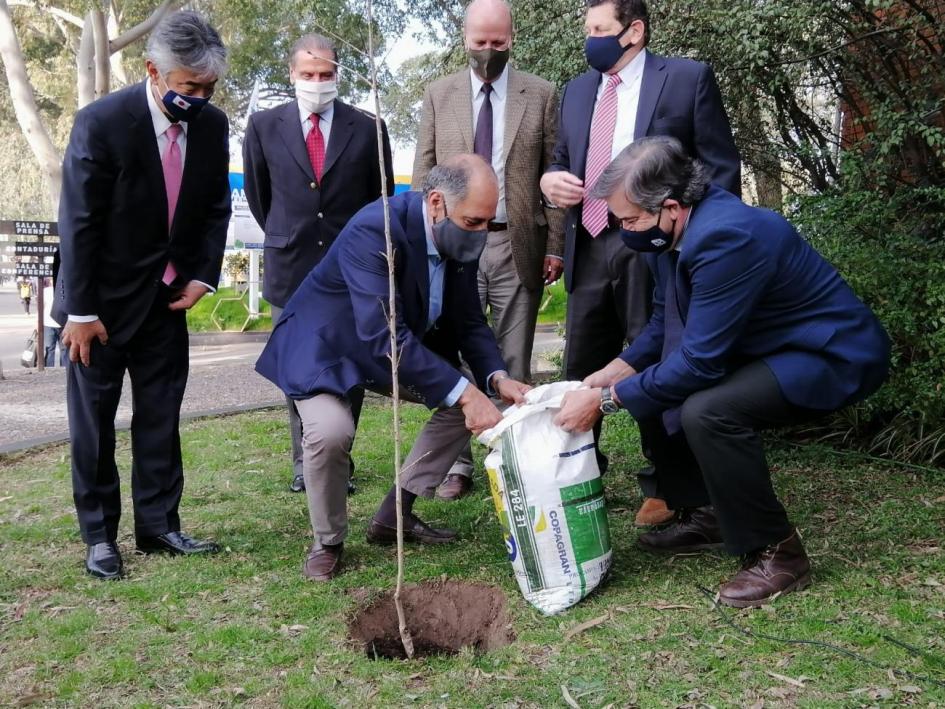 Plantación de un cerezo antesala de 100 años de relaciones Plantación de un cerezo antesala de 100 años de relaciones