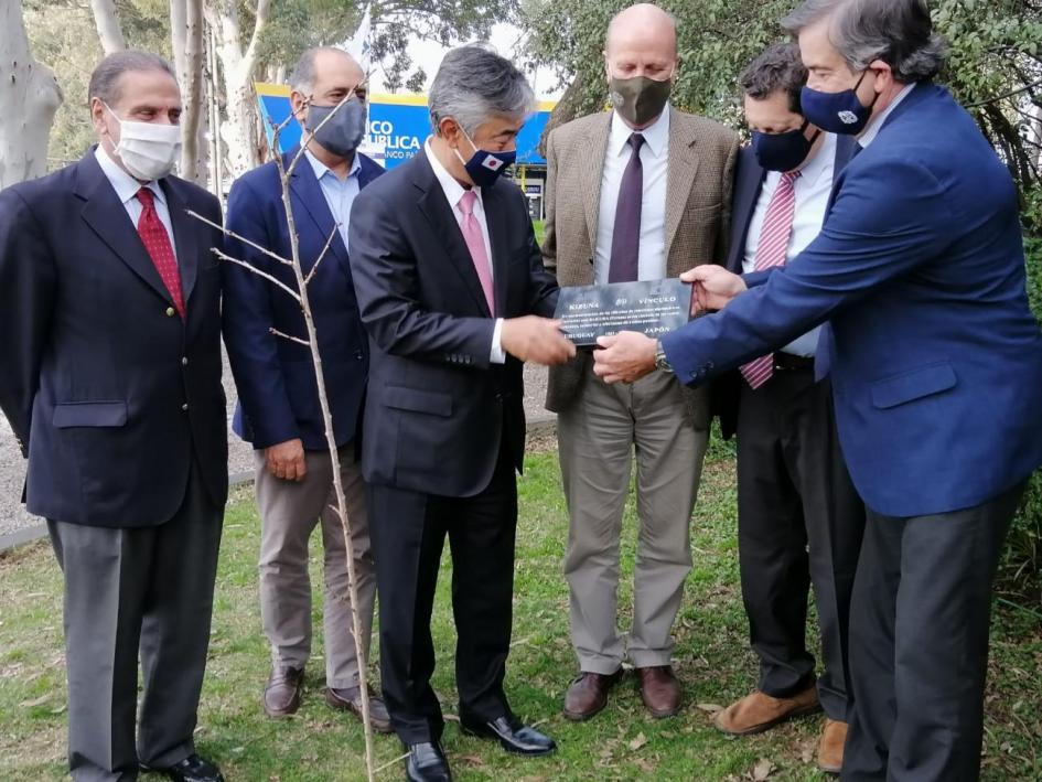 Plantación de un cerezo antesala de 100 años de relaciones Plantación de un cerezo antesala de 100 años de relaciones
