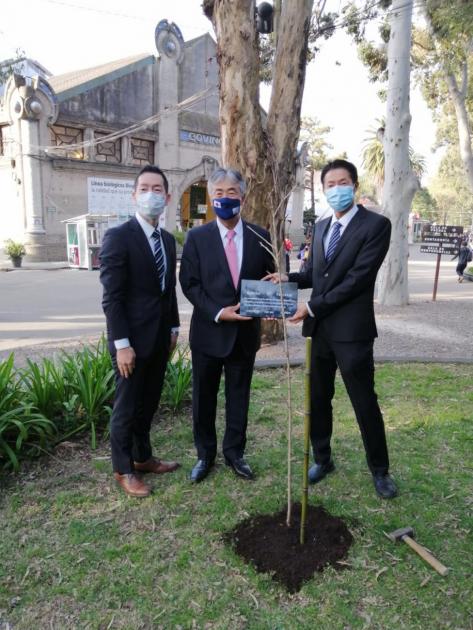 Plantación de un cerezo antesala de 100 años de relaciones Plantación de un cerezo antesala de 100 años de relaciones