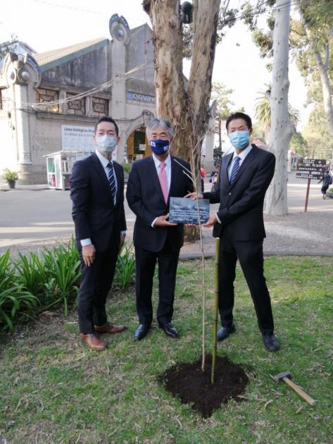 Plantación de un cerezo antesala de 100 años de relaciones