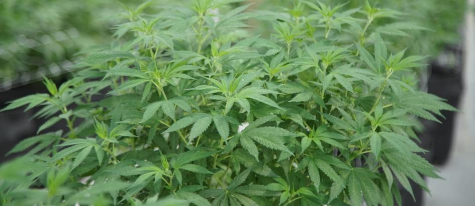 cannabis cannabis