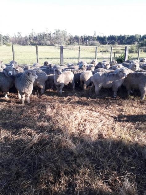 Organización del reparto de las ovejas