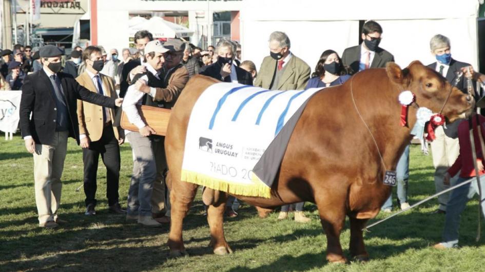 Premiación del gran campeón