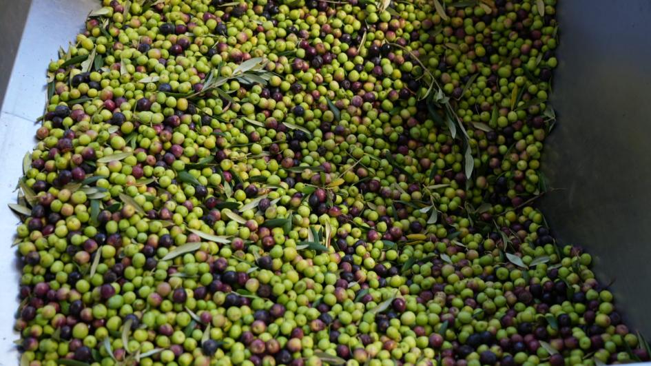 Zafra del Olivo Zafra del Olivo