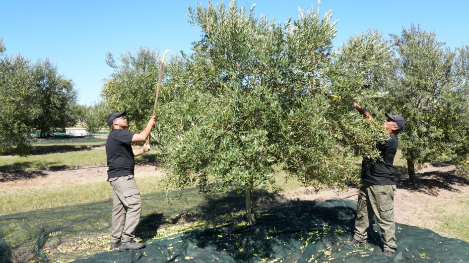 Zafra del Olivo