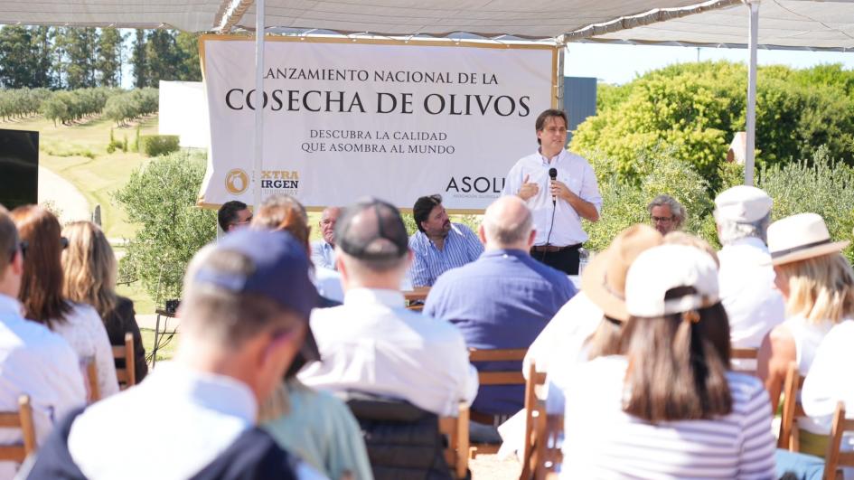 Zafra del Olivo Zafra del Olivo