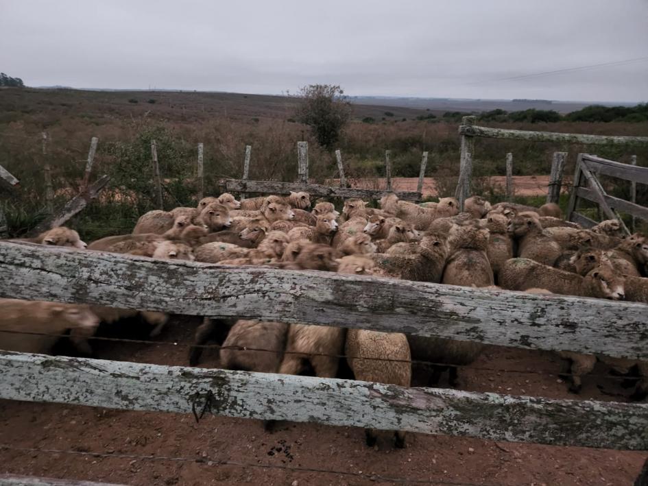 ovejas recibidas por productores de Rivera ovejas recibidas por productores de Rivera