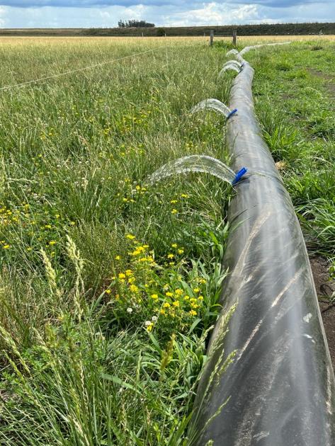 “Riego por fajas en pasturas"