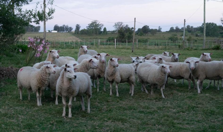 ovejas Frisona Milchschaf ovejas Frisona Milchschaf