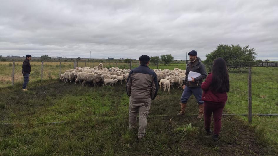 recorrida ite ovina recorrida ITE ovina