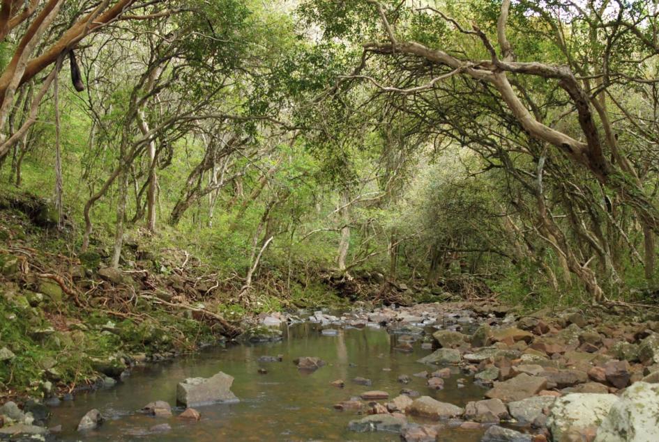 Día Mundial del Medio Ambiente