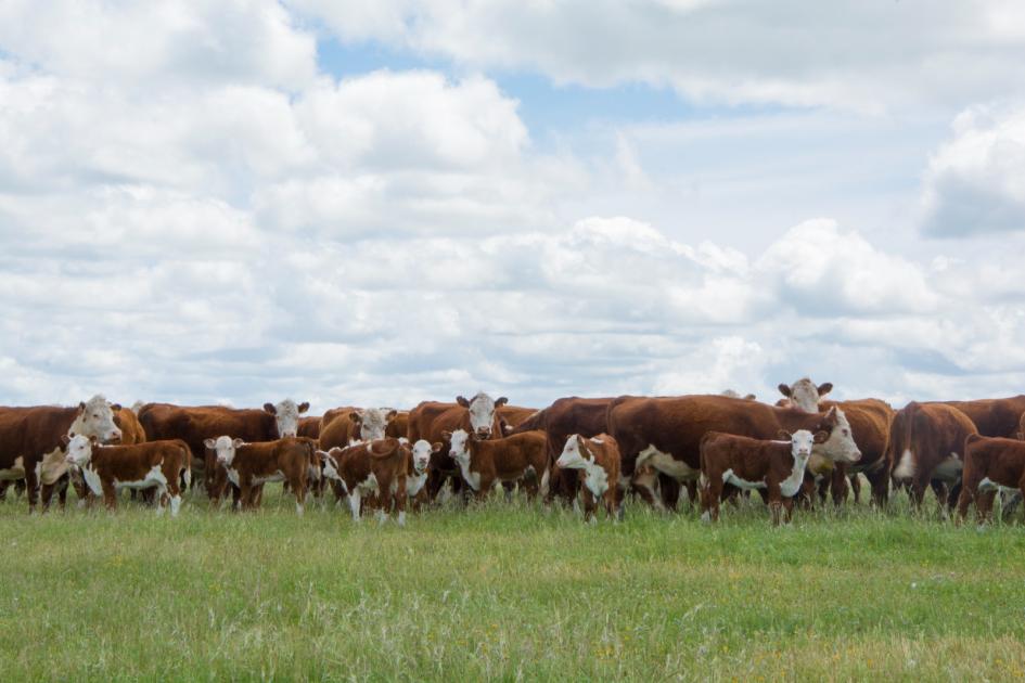 Día Mundial del Medio Ambiente