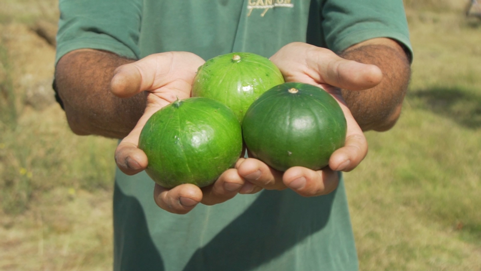 16 de octubre, Día Mundial de la Alimentación 16 de octubre, Día Mundial de la Alimentación