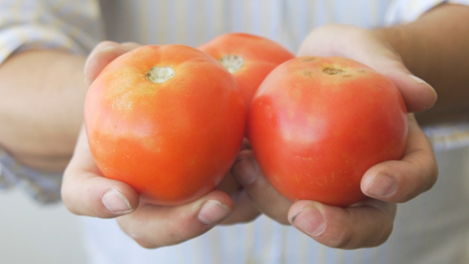 16 de octubre, Día Mundial de la Alimentación 16 de octubre, Día Mundial de la Alimentación