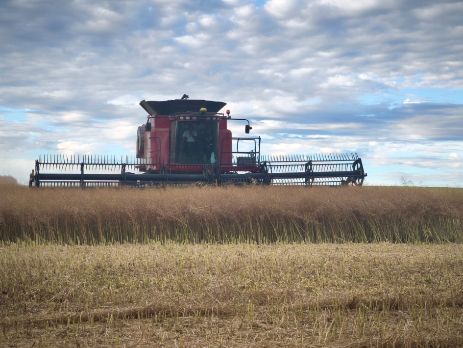 Cosecha colza 2025 Cosecha de colza