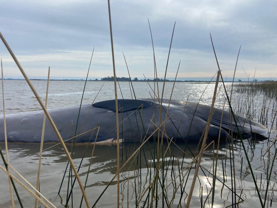 ballena ballena