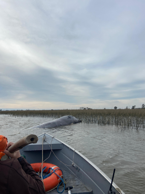 ballena ballena