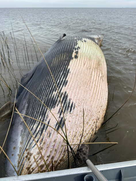 ballena ballena