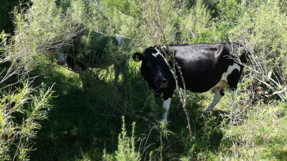 Benech recorrió establecimientos de Tacuarembó que aplican control biológico a través de bioinsumos Ministro Benech visitó Tacuarembó