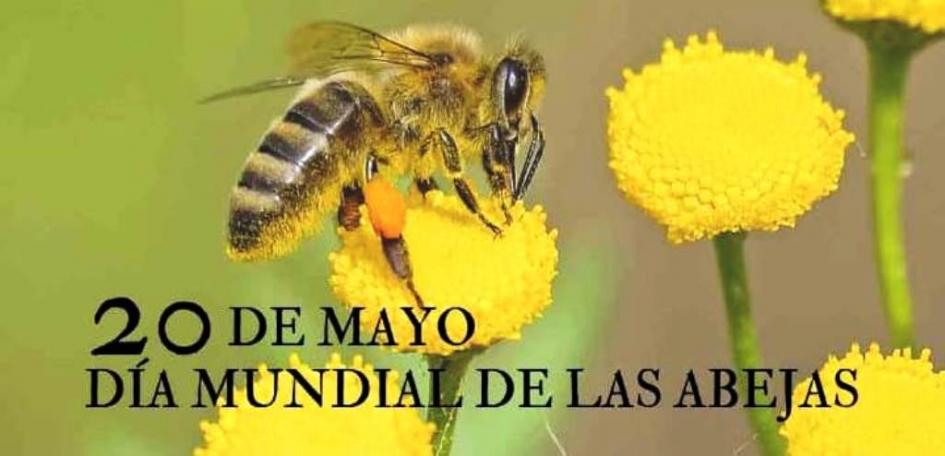 Día Mundial de las Abejas abejas