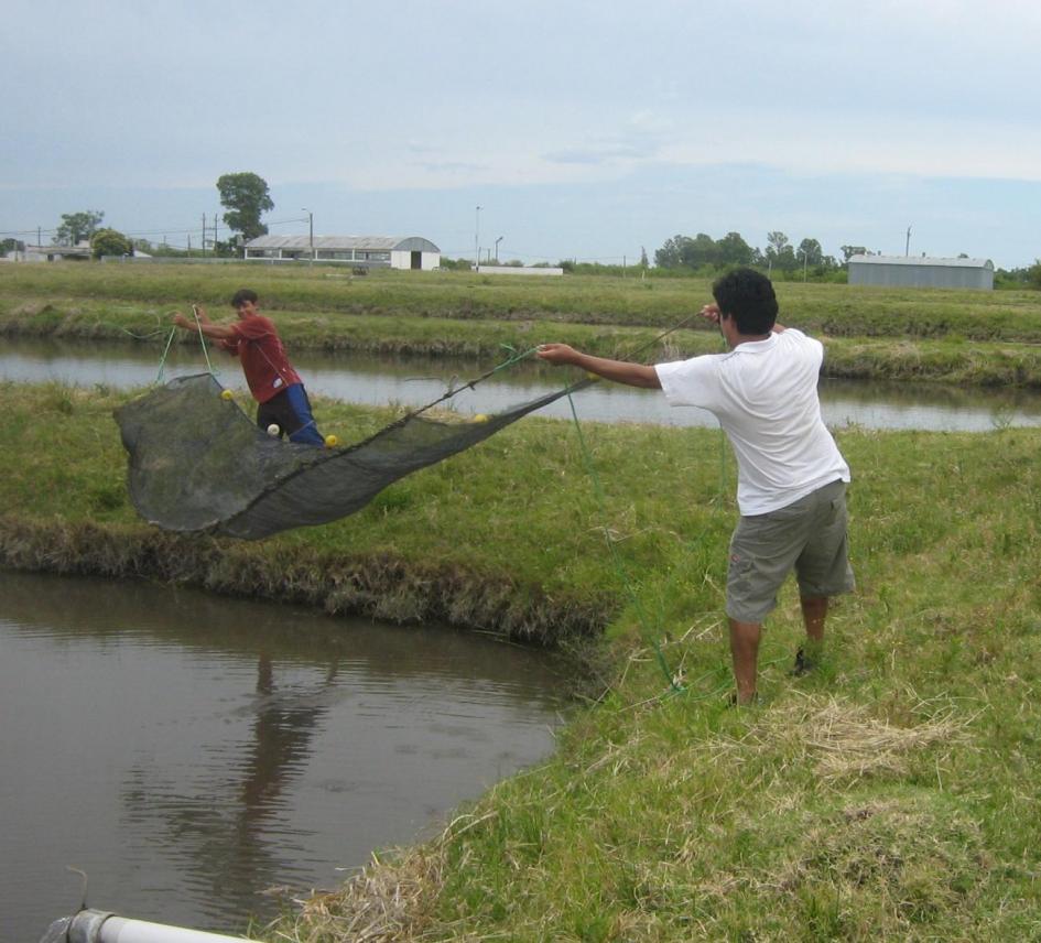 Cosecha acuicultura