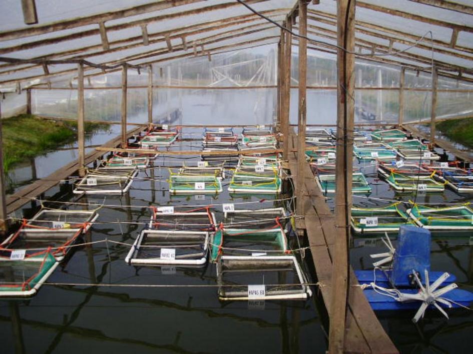 cultivo peces cultivo peces