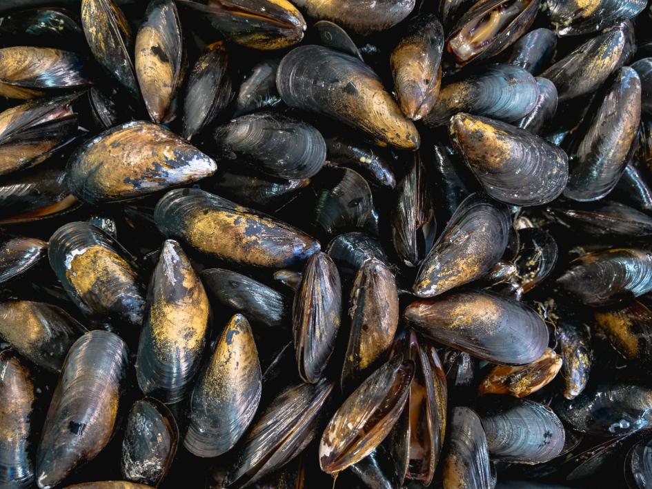 Mejillones Mejillones
