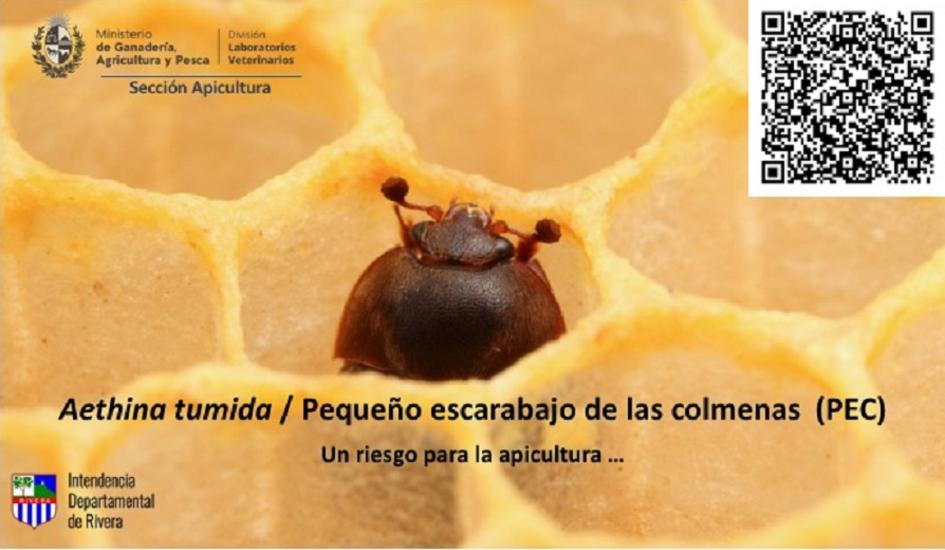 Pequeño Escarabajo de las Colmenas PEC