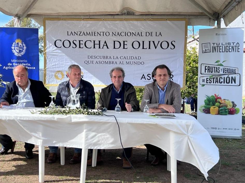 Zafra del olivo Zafra del olivo