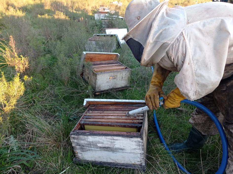 alimenta_bee alimenta fcoll