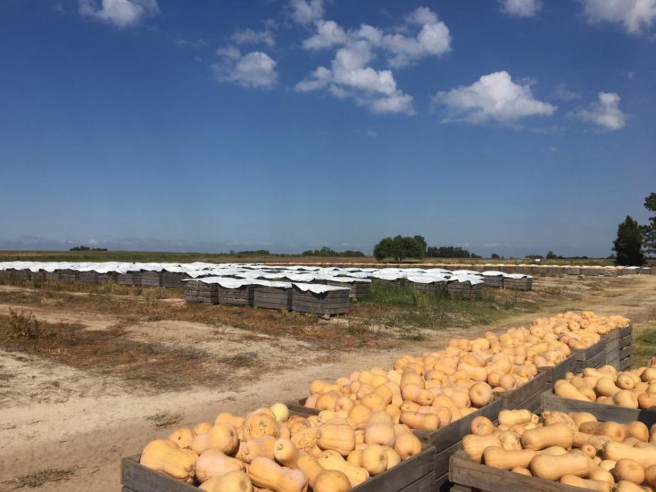 Exportación de cebollas