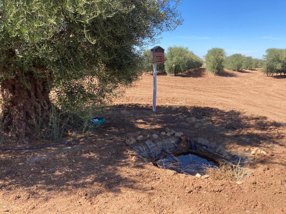  EXPERIENCIAS DE CERTIFICACIÓN AGROFORESTAL EN ESPAÑA