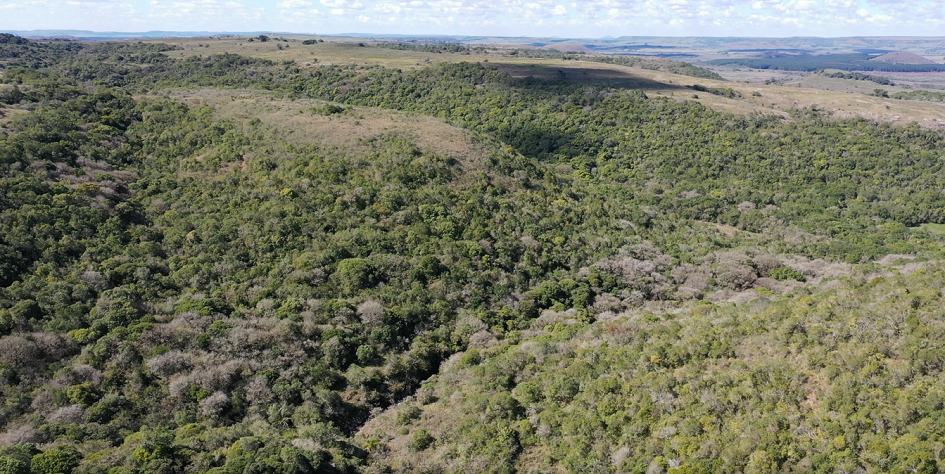 bosque nativo bosque nativo