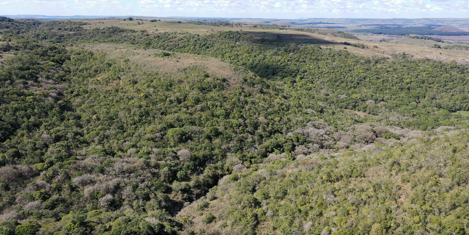 bosque nativo