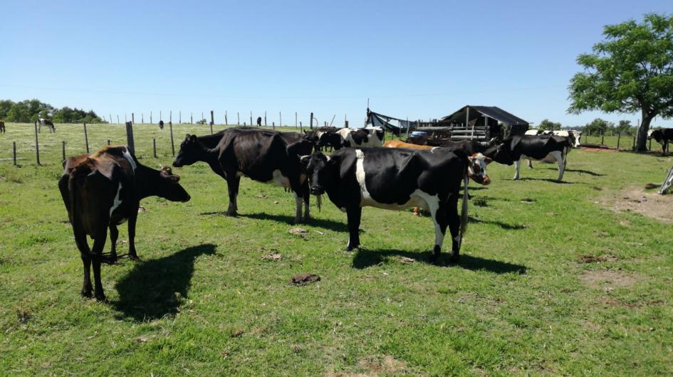 Benech recorrió establecimientos de Tacuarembó que aplican control biológico a través de bioinsumos Ministro Benech visitó Tacuarembó