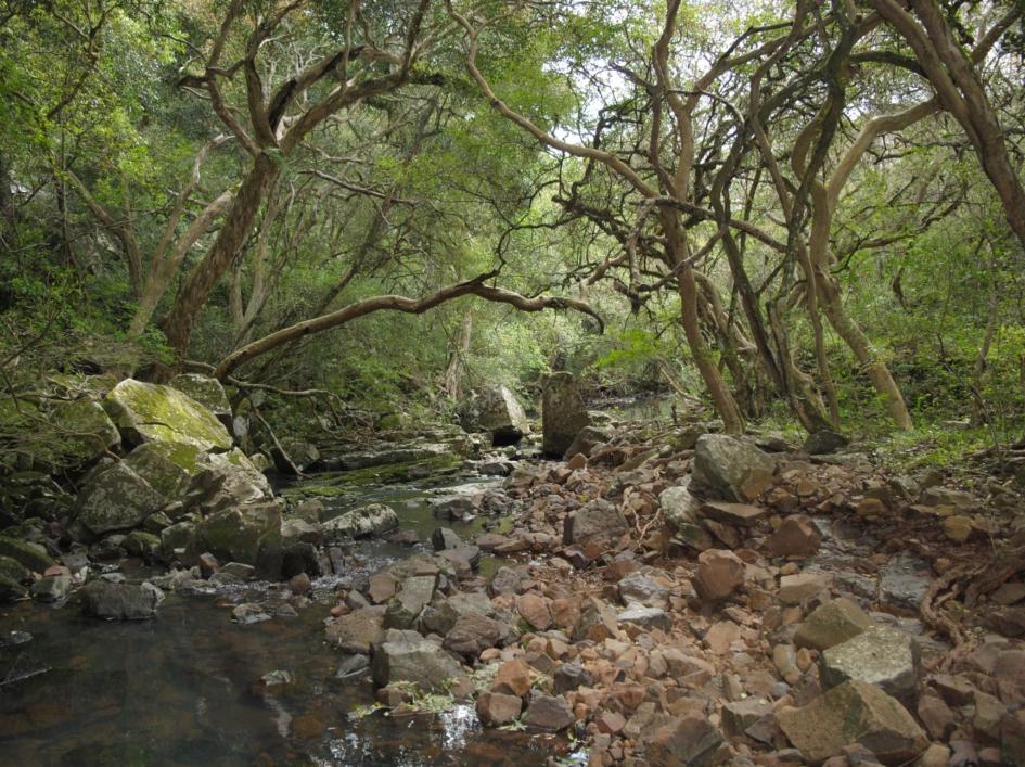 bosque nativo