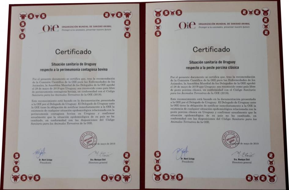 certificado OIE certificado OIE