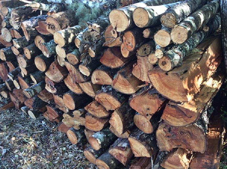 leña bosque natvio leña
