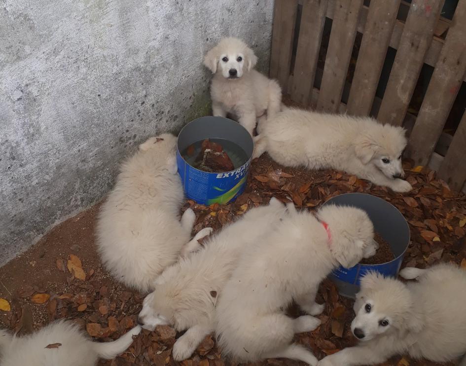 Proyecto de cría de perros Maremma en el marco de convocatoria de DGDR Perros Maremma cachorros