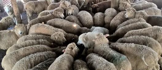 Proyecto de cría de perros Maremma en el marco de convocatoria de DGDR imagen ovejas