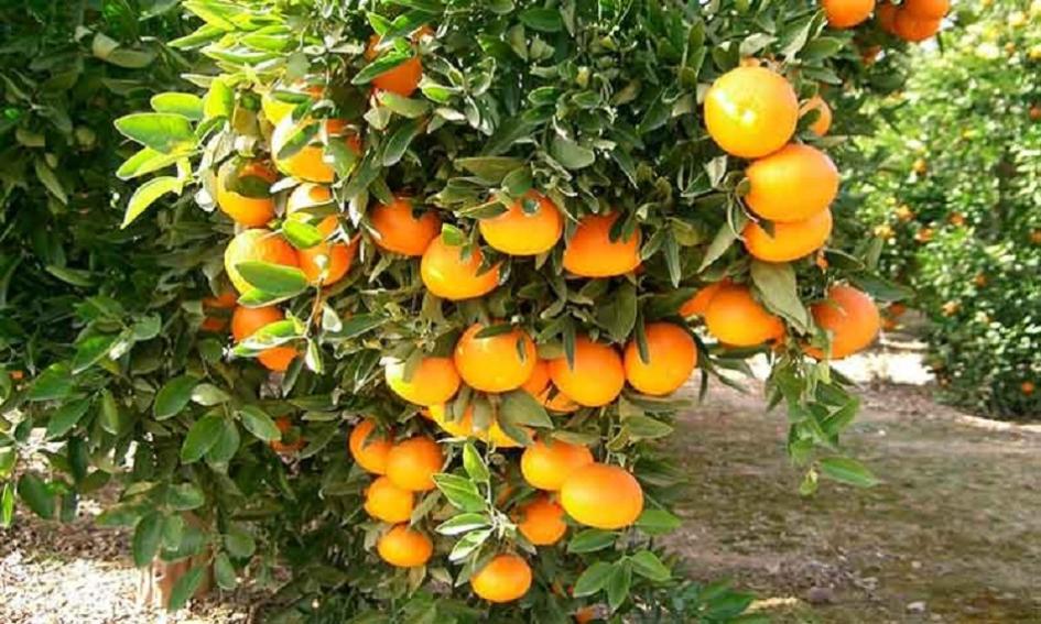 Cítricos Cítricos