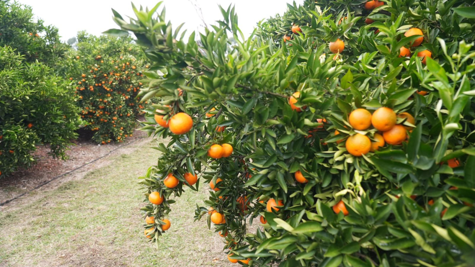 citrus