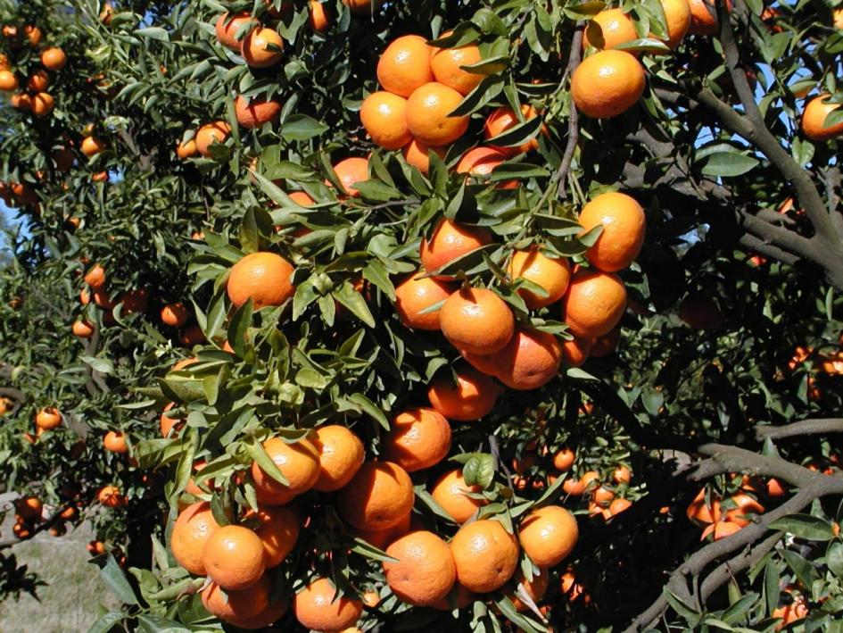 Naranjo con frutos
